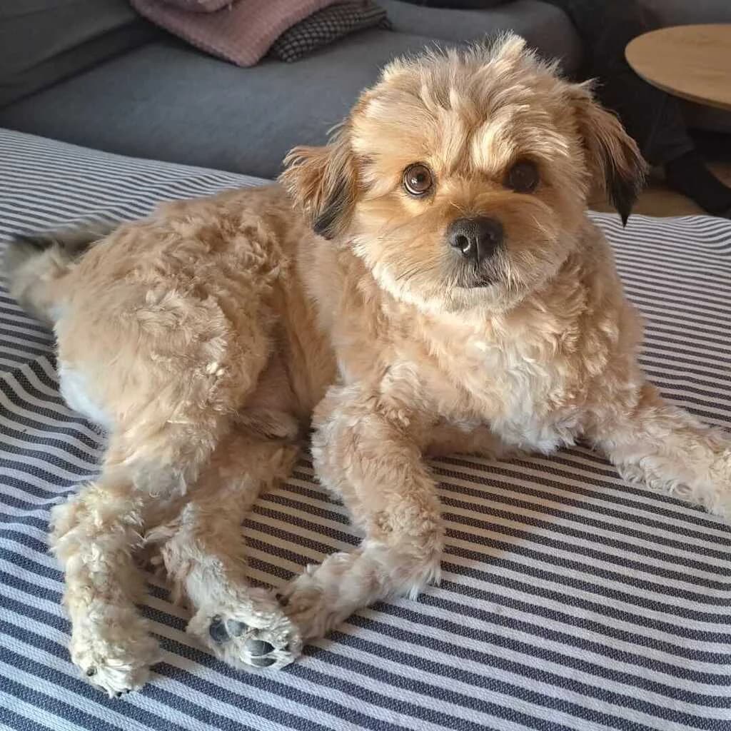 Pluto, male 7yo Mixed Breed for adoption at SALVA Hundehilfe e.V.