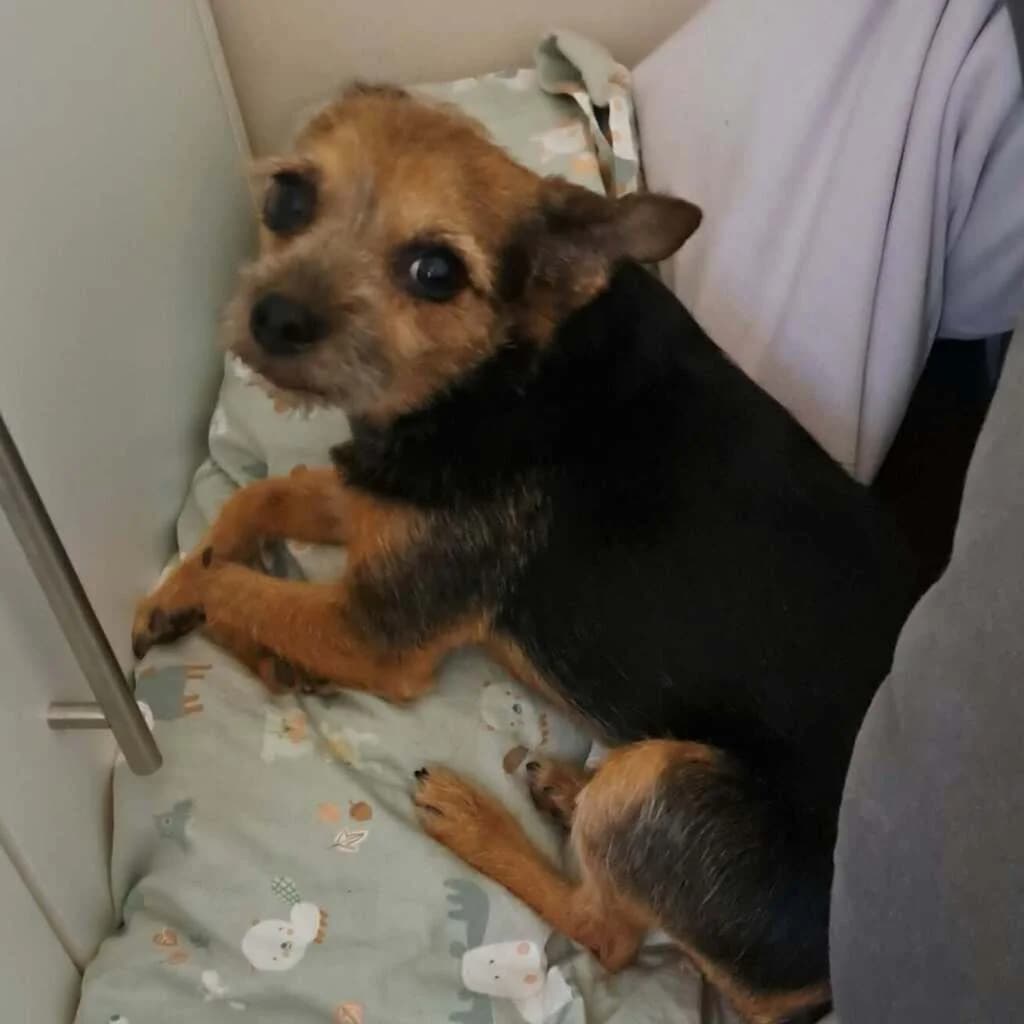 Josie, female senior Mixed Breed for adoption at SALVA Hundehilfe e.V.