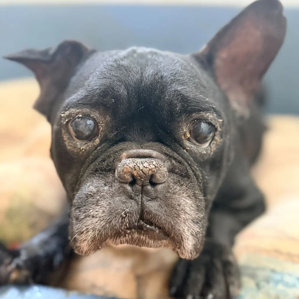 Pepe, male senior French Bulldog for adoption at SALVA Hundehilfe e.V.
