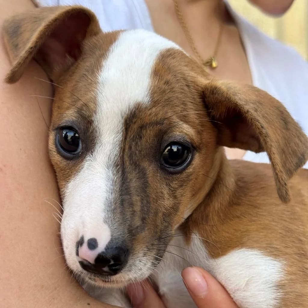 Pita, female puppy Mixed Breed for adoption at SALVA Hundehilfe e.V.