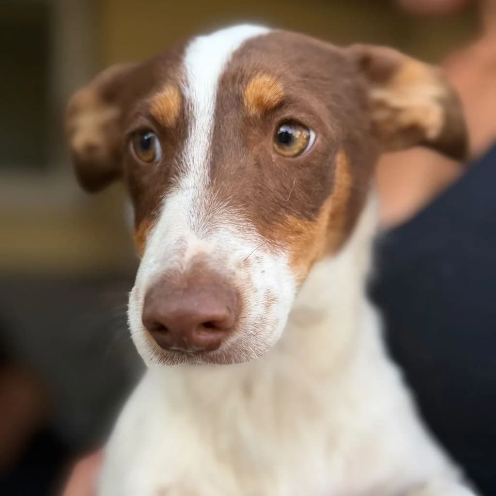 Susana, female puppy Mixed Breed for adoption at SALVA Hundehilfe e.V.