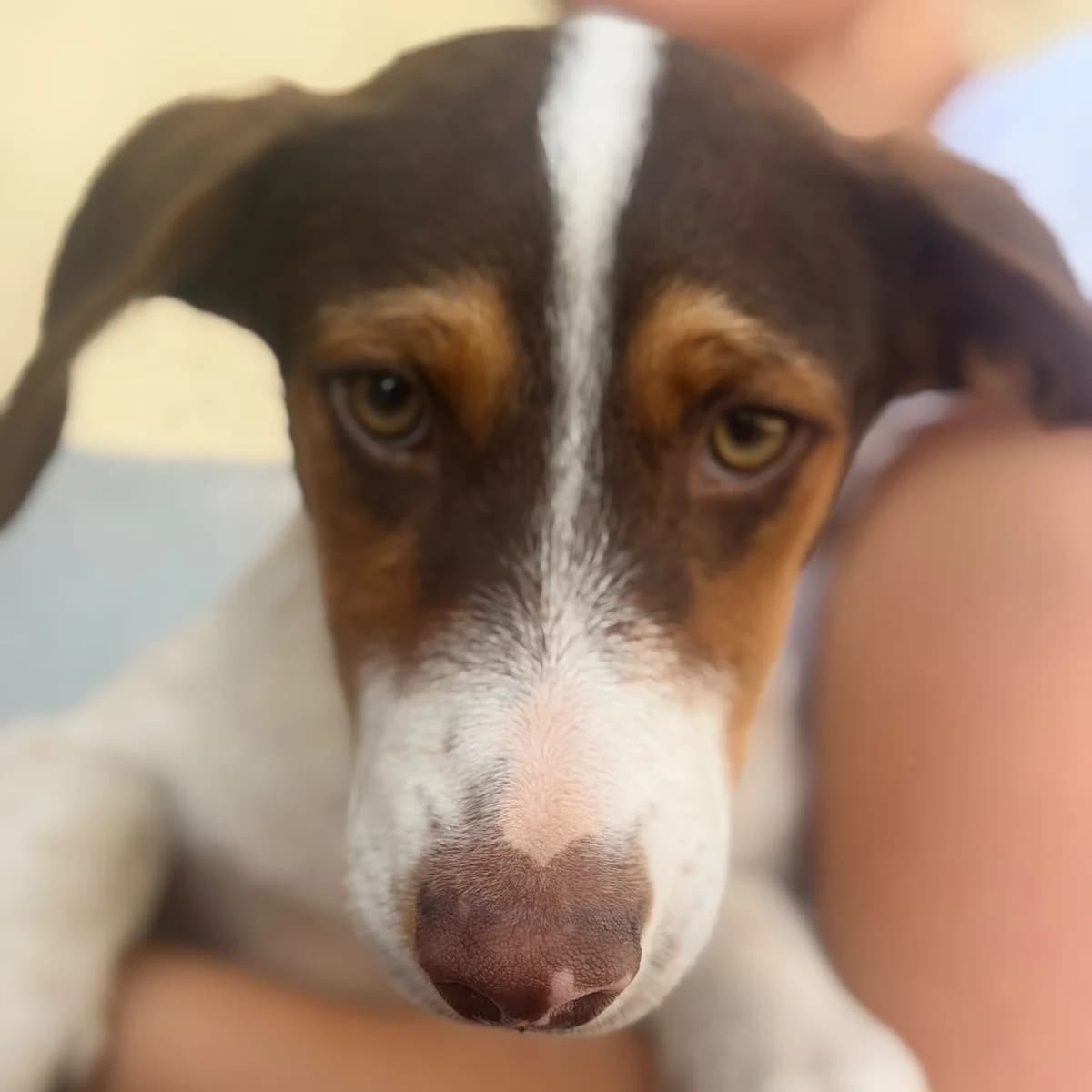 Maxi, male puppy Mixed Breed for adoption at SALVA Hundehilfe e.V.