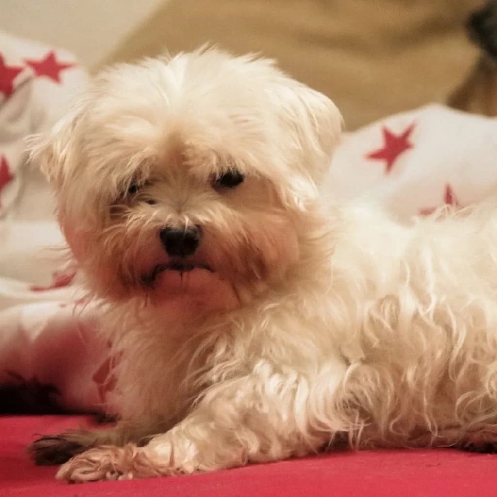 Zoe, female senior Maltese for adoption at SALVA Hundehilfe e.V.
