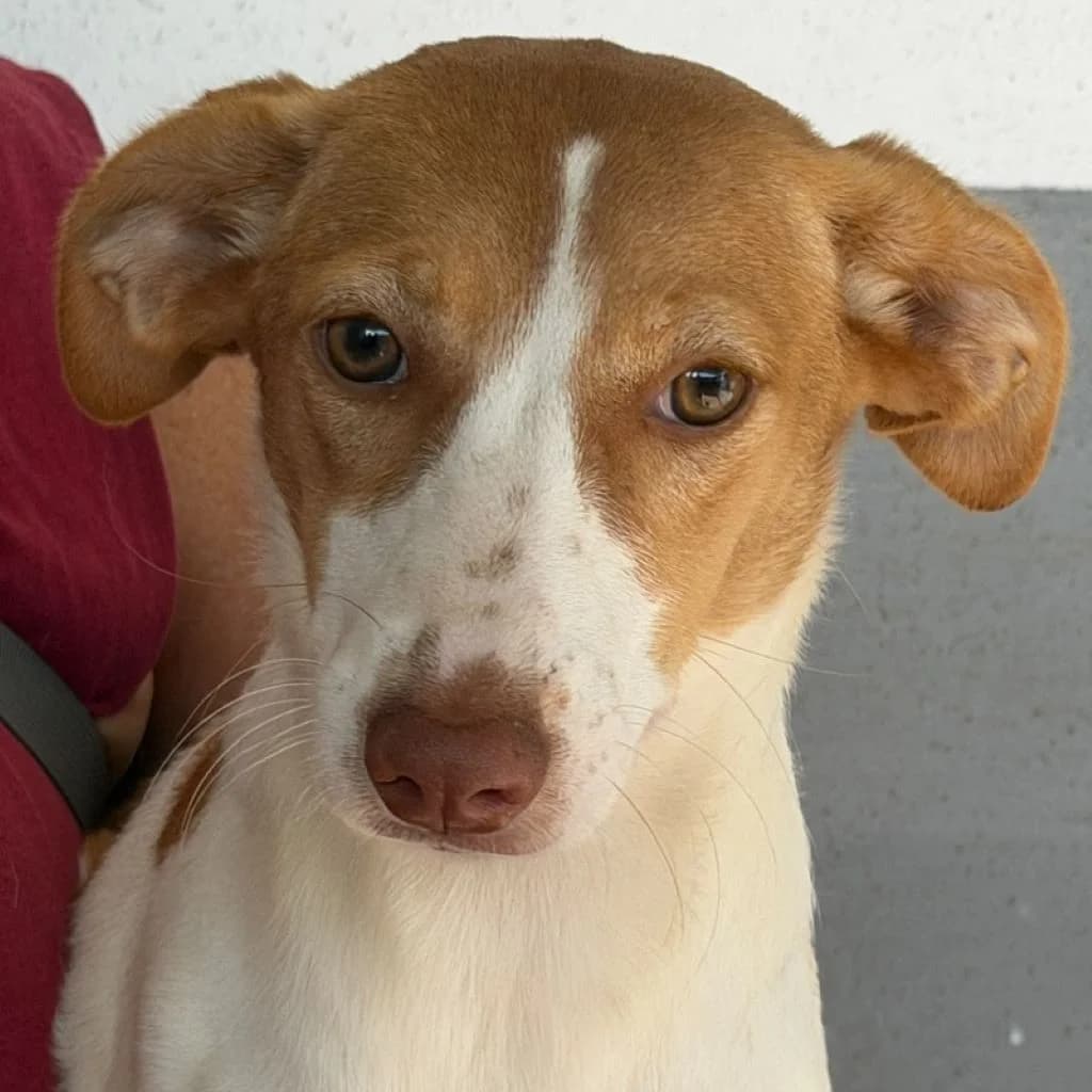 Gabirra, female puppy Podenco for adoption at SALVA Hundehilfe e.V.