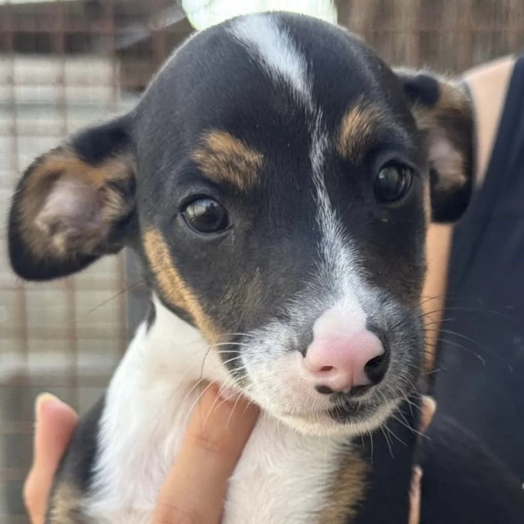 Timmy, male puppy Mixed Breed for adoption at SALVA Hundehilfe e.V.