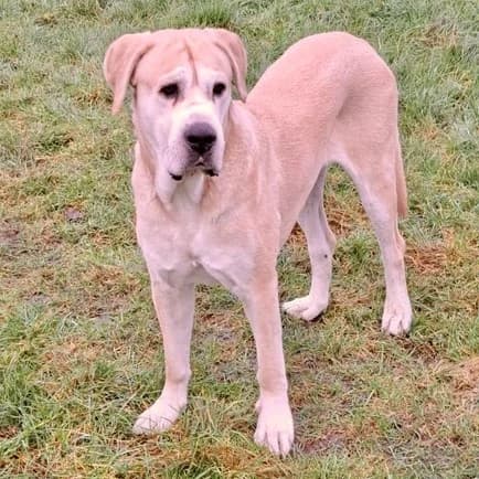 TRITON, male senior Mixed Breed for adoption at SALVA Hundehilfe e.V.
