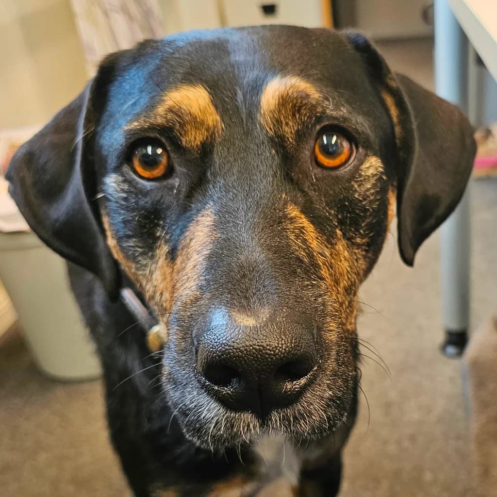 Izan, male 5yo Mixed Breed for adoption at SALVA Hundehilfe e.V.