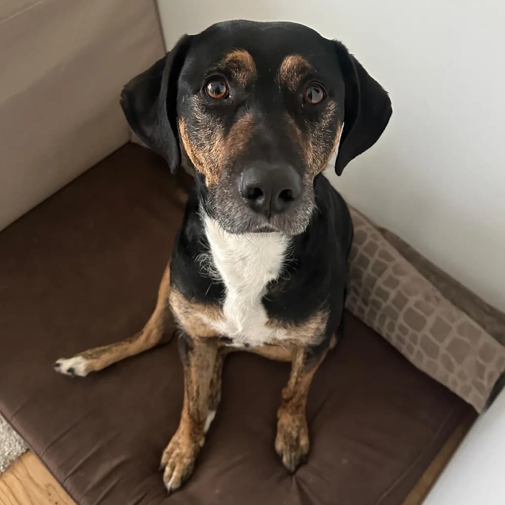 Izan, male 5yo Mixed Breed for adoption at SALVA Hundehilfe e.V.