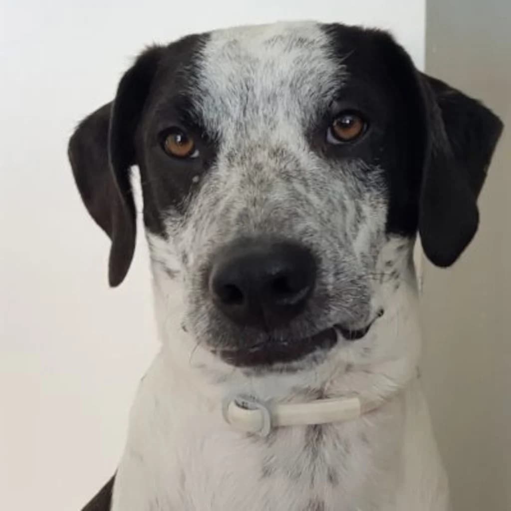 Neron, male 7yo Pointer for adoption at SALVA Hundehilfe e.V.