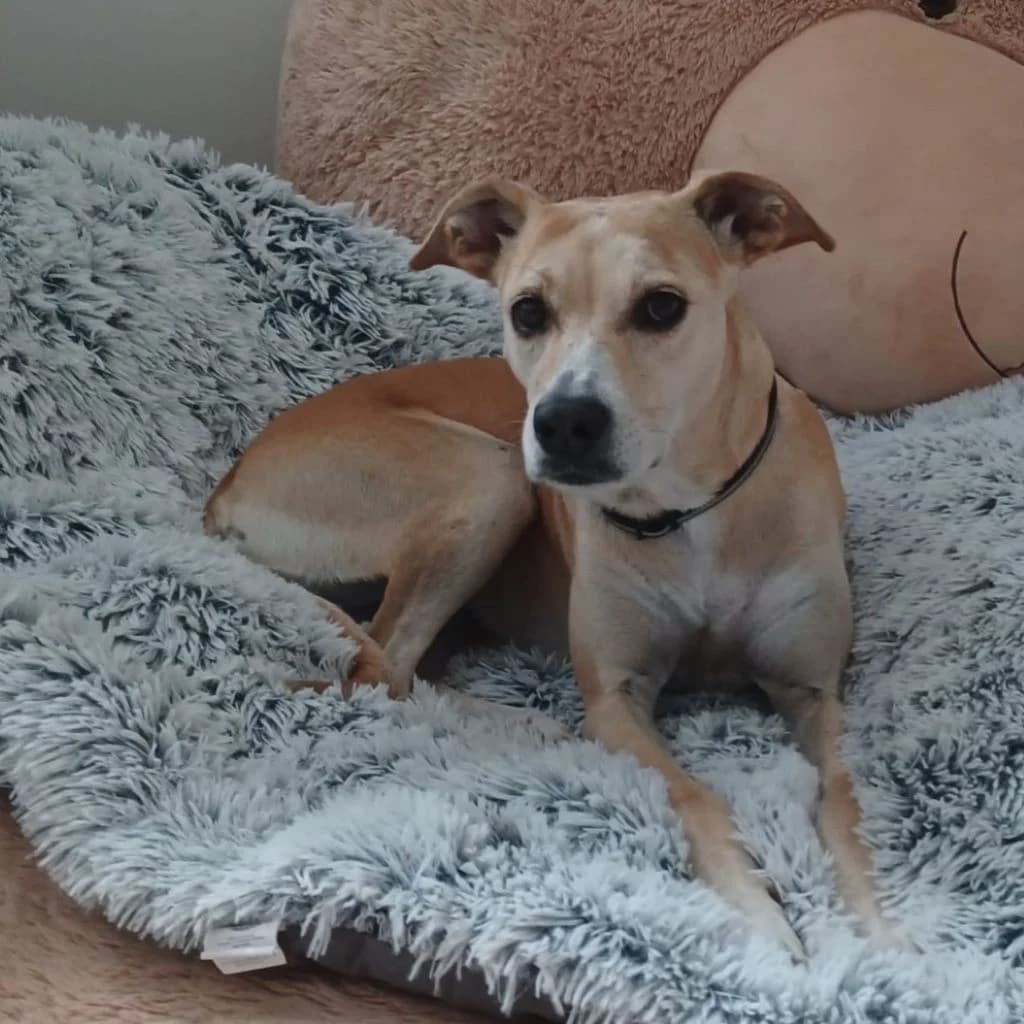 Pamela, female senior Mixed Breed for adoption at SALVA Hundehilfe e.V.