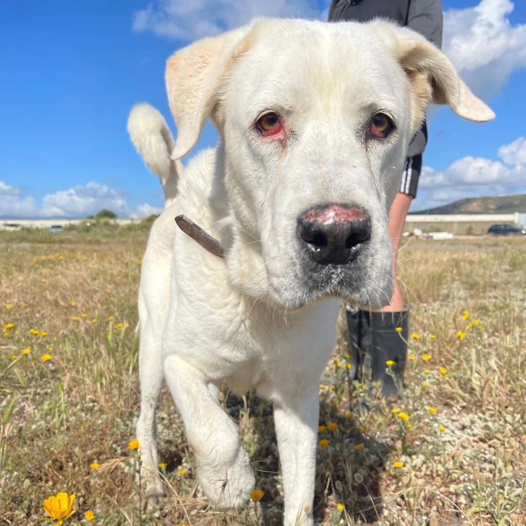 Jolijn, female 6yo mixed breed for adoption at SALVA Hundehilfe e.V.