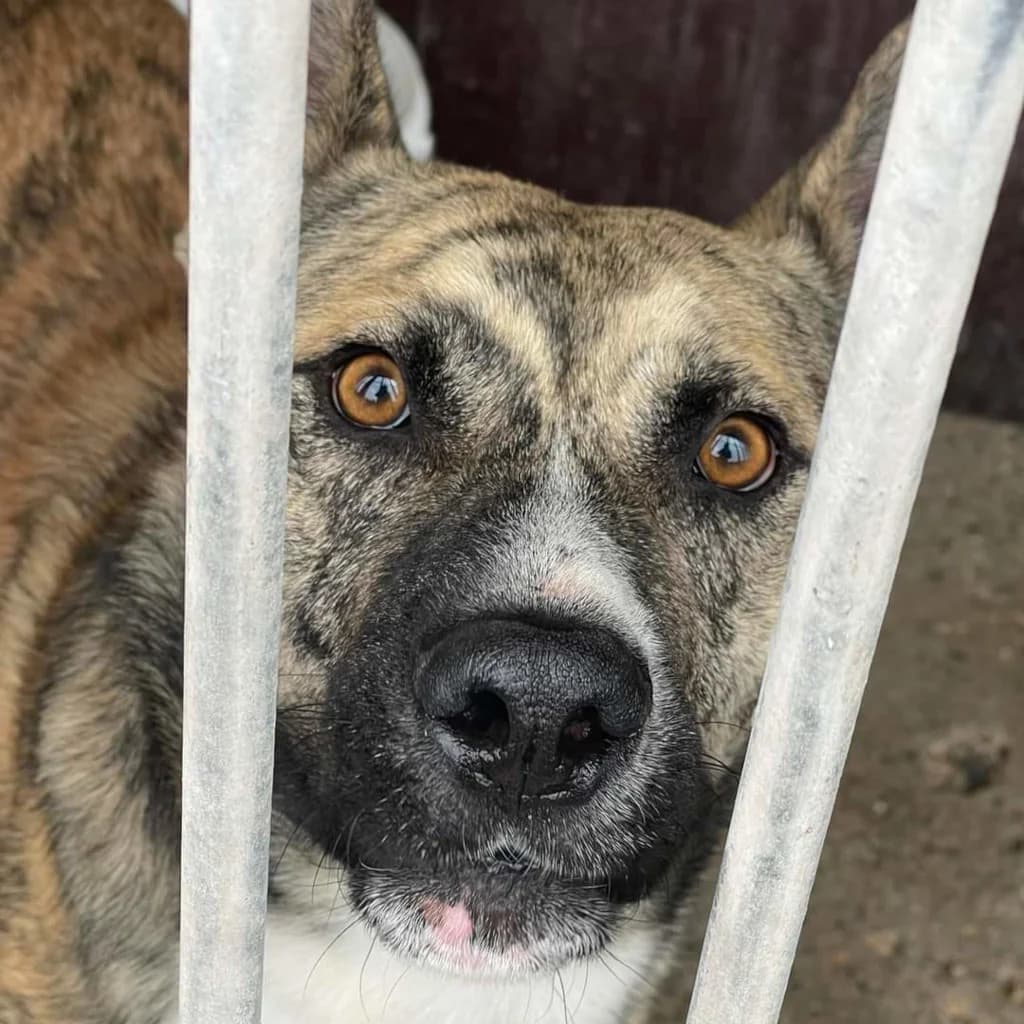 Chakal, male 6yo German Shepherd for adoption at SALVA Hundehilfe e.V.