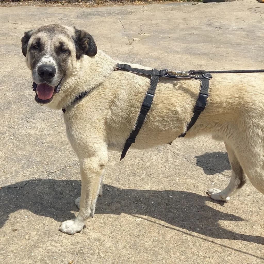 Borgo, male 5yo mixed breed for adoption at SALVA Hundehilfe e.V.