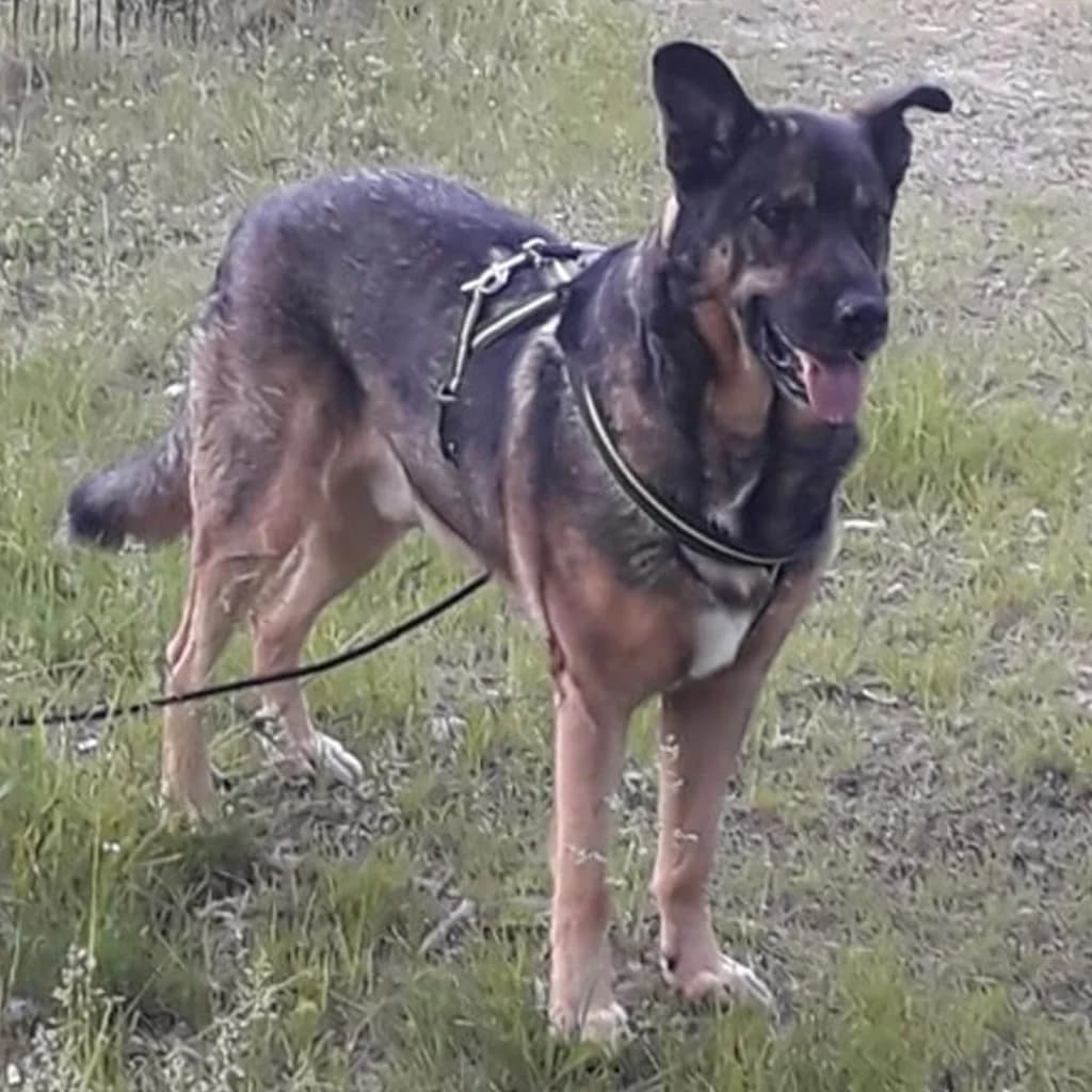 Zaf, male senior German Shepherd for adoption at SALVA Hundehilfe e.V.