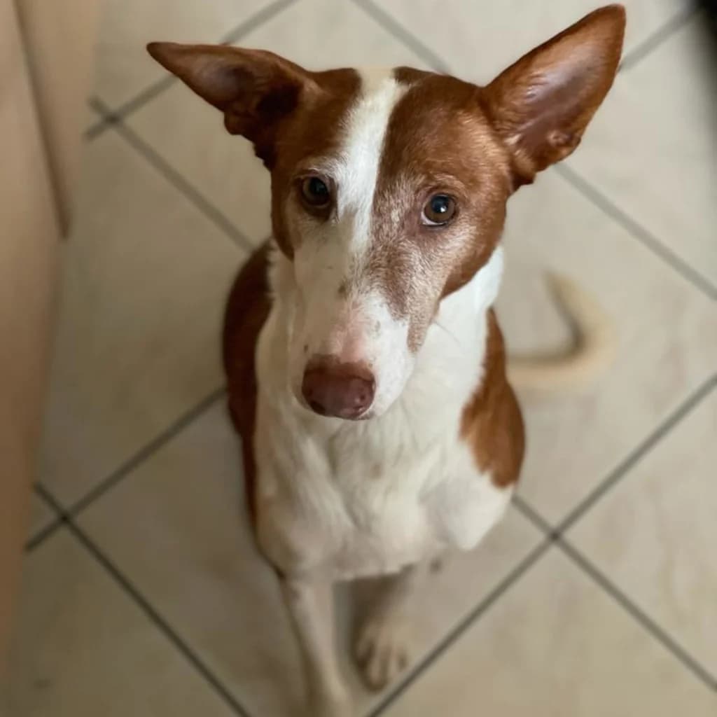 Lara, female senior Podenco for adoption at SALVA Hundehilfe e.V.