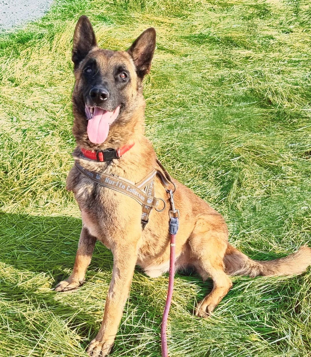 20. Danny – der seinen Menschen über alles liebt ❤️, male 6yo Mixed Breed for adoption at Salvate Canes e.V., Alfeld