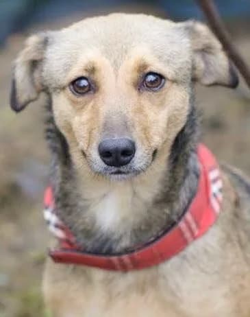 5. Love, female 4yo Mixed Breed for adoption at Salvate Canes e.V., Alfeld