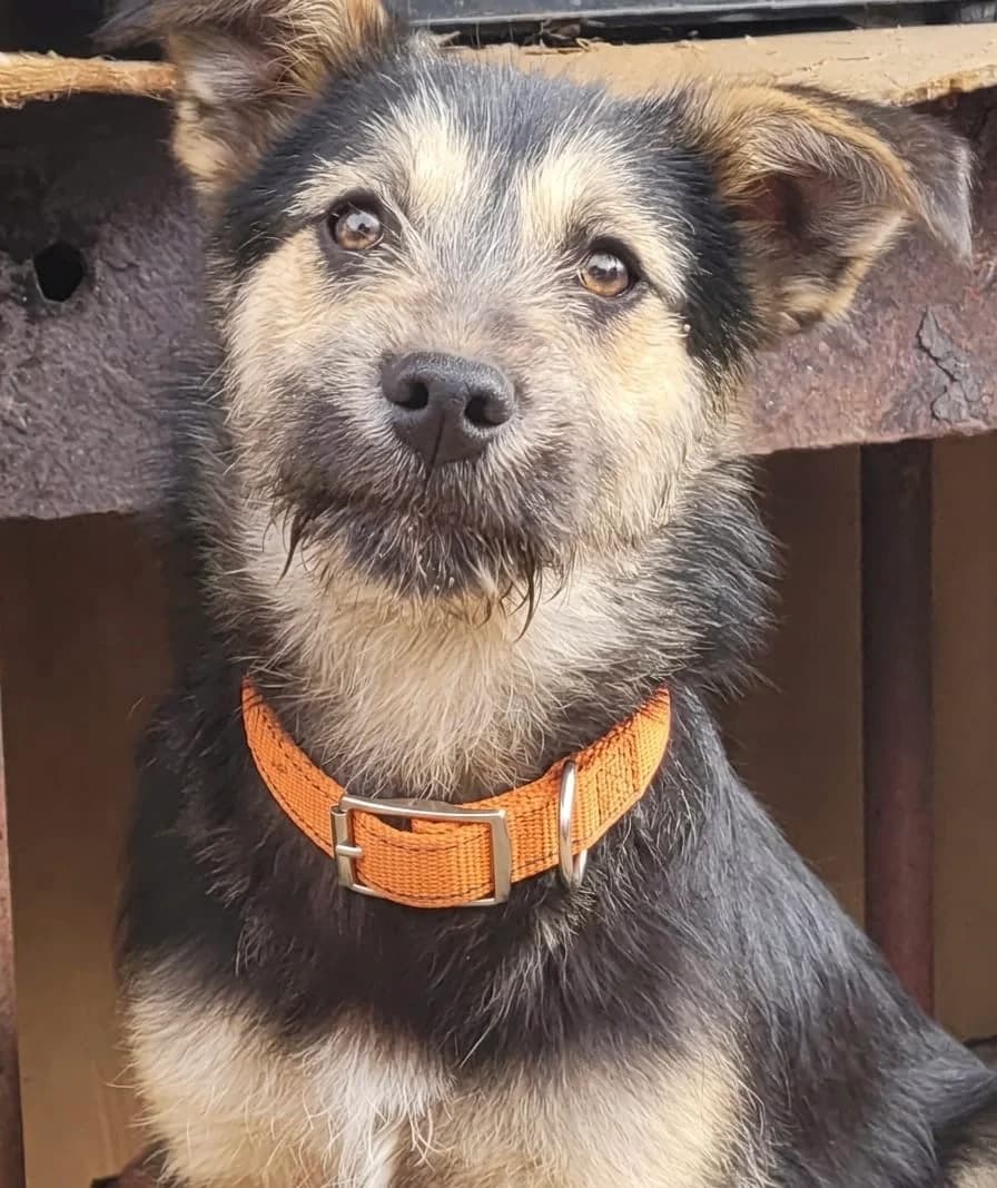 34. Josy, female puppy Mixed Breed for adoption at Salvate Canes e.V., Alfeld
