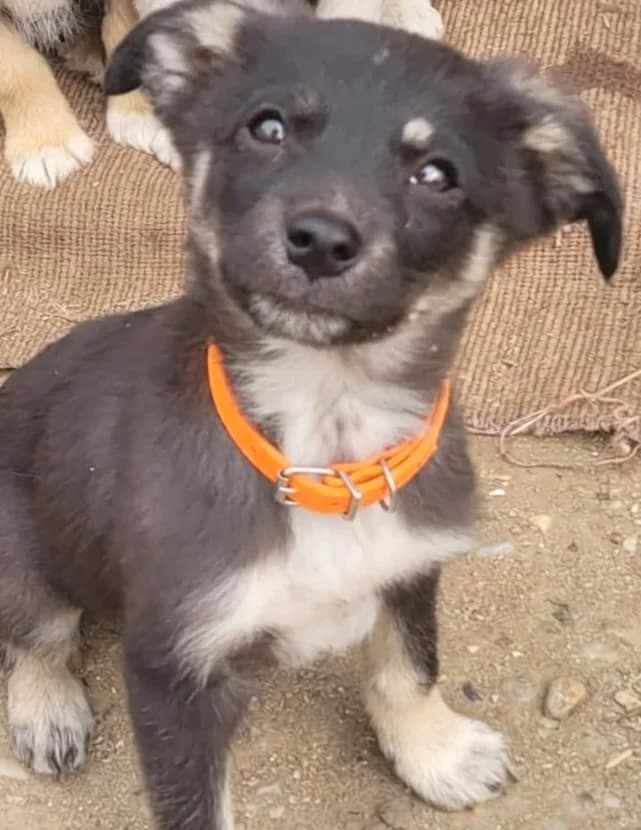 40. Elma, female puppy Mixed Breed for adoption at Salvate Canes e.V., Alfeld