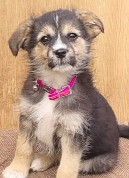 42. Enja, female puppy Mixed Breed for adoption at Salvate Canes e.V., Alfeld