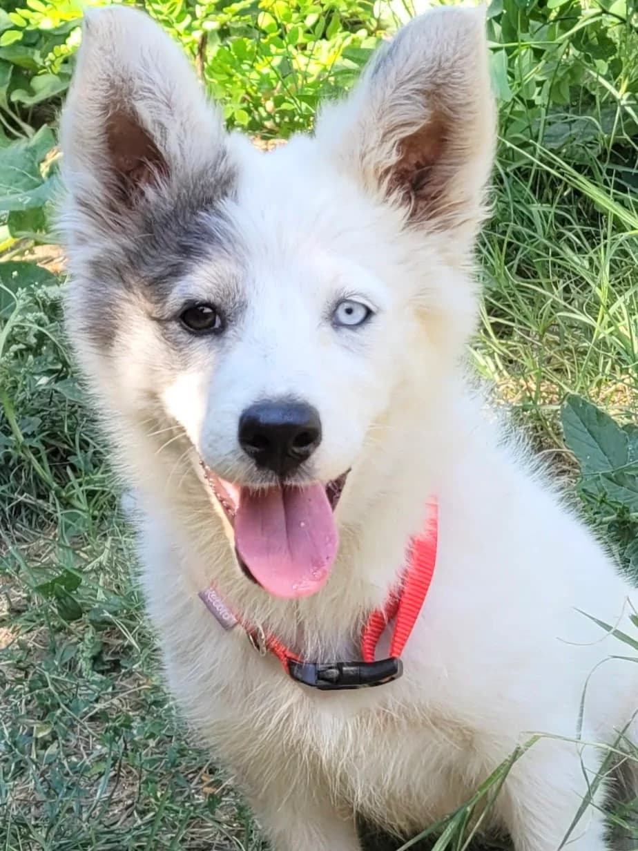 17. Crystal, female puppy Mixed Breed for adoption at Salvate Canes e.V., Alfeld