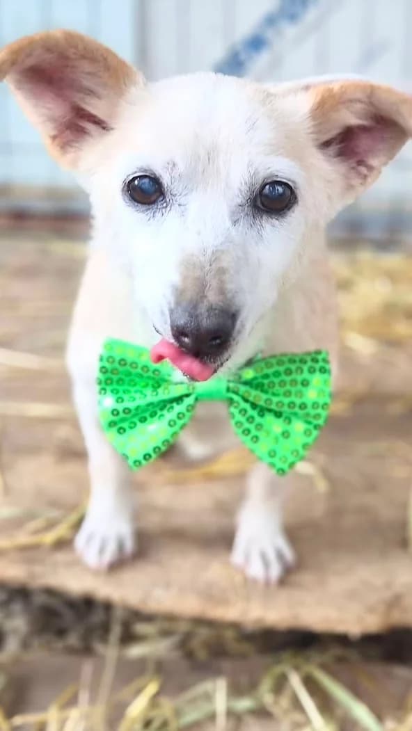 14. Granny ❤️, female senior Mixed Breed for adoption at Salvate Canes e.V., Alfeld