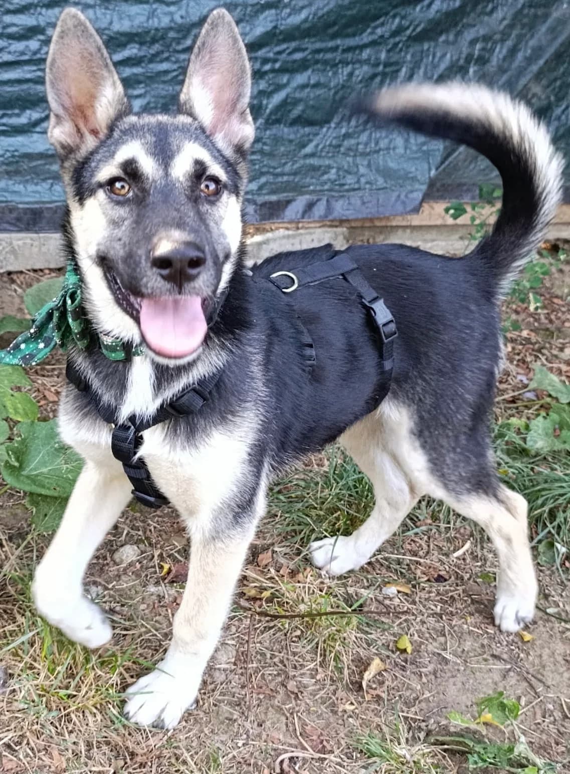 26. Joker 💖, male puppy Mixed Breed for adoption at Salvate Canes e.V., Alfeld