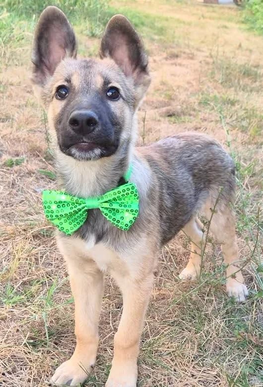 2. Moogli, male puppy Mixed Breed for adoption at Salvate Canes e.V., Alfeld