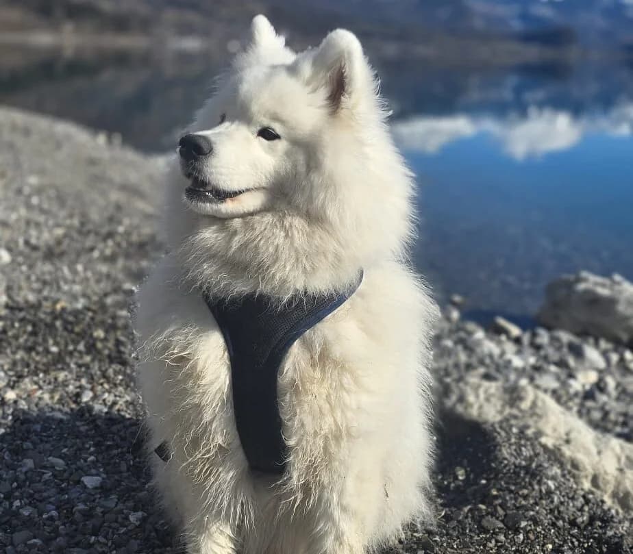 Aisa freundliche Samojedenhündin 6 Jahre sehr verschmust, female 5yo Mixed Breed for adoption at Samojede in Not e.V., Kierspe