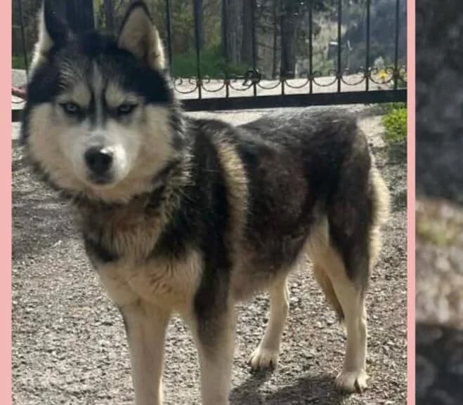 Aska – Siberian Husky, female 3yo Mixed Breed for adoption at Samojede in Not e.V., Kierspe