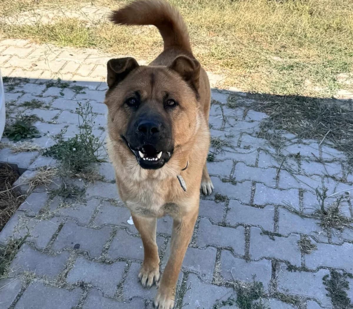 Bear – der Evajoker, male 4yo Mixed Breed for adoption at Samojede in Not e.V., Kierspe