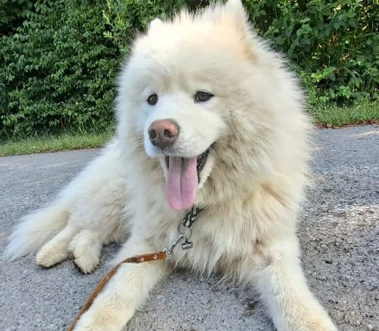 Ben – sanfter Samojede, male Mixed Breed for adoption at Samojede in Not e.V., Kierspe