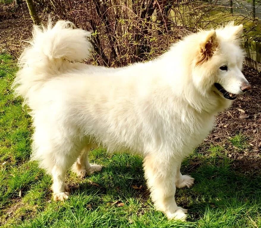 Benjamin – genannt Ben, male 7yo Mixed Breed for adoption at Samojede in Not e.V., Kierspe