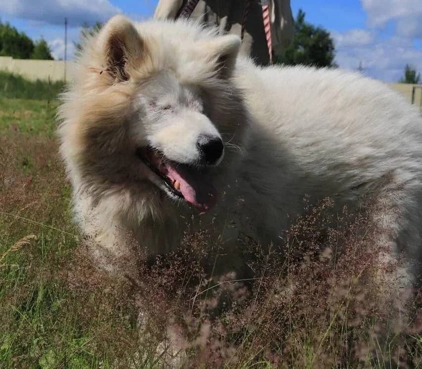 Blinde aber lebensfrohe Samojedenhündin Bella 3-4 Jahre alt, female 4yo Mixed Breed for adoption at Samojede in Not e.V., Kierspe