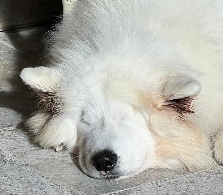 Blinde aber lebensfrohe Samojedenhündin Bella 3-4 Jahre alt, female 4yo Mixed Breed for adoption at Samojede in Not e.V., Kierspe
