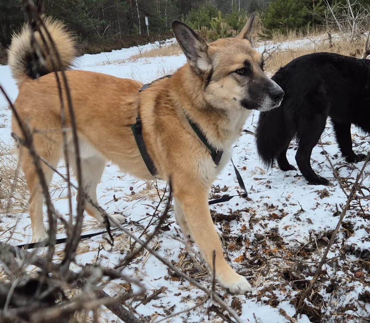 Bruno der Trickkünstler, male Mixed Breed for adoption at Samojede in Not e.V., Kierspe
