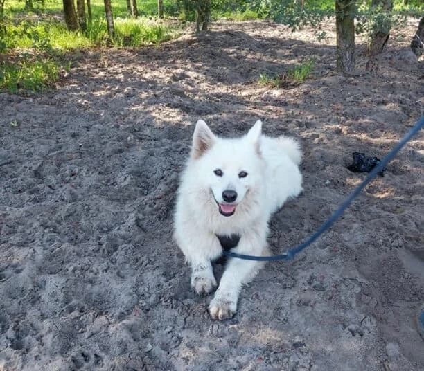 Eva – deshalb lieben wir unsere Pflegestellen, female young Mixed Breed for adoption at Samojede in Not e.V., Kierspe