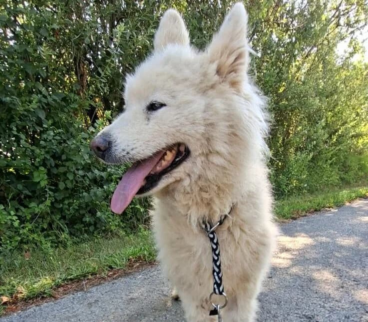 Ewa – lebensfrohe Samojedin mit viel Energie, female Mixed Breed for adoption at Samojede in Not e.V., Kierspe