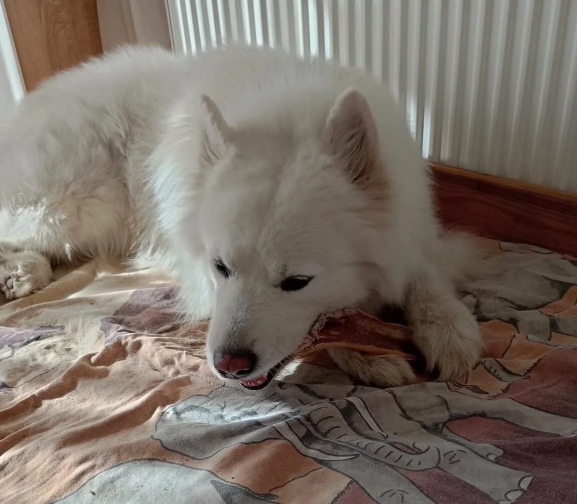 Fips, male 5yo Mixed Breed for adoption at Samojede in Not e.V., Kierspe
