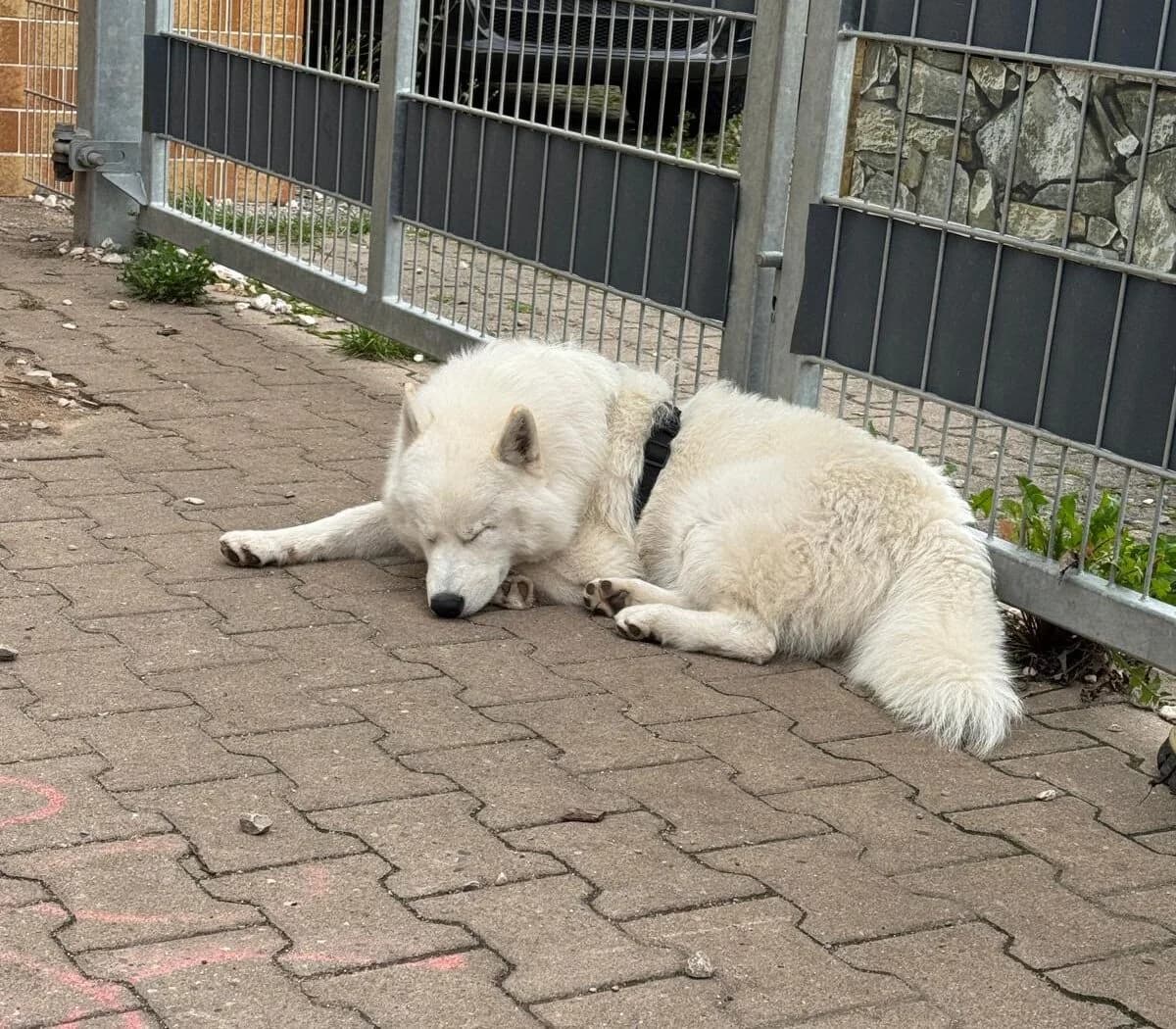 Flip der Rohdiamant, male puppy Mixed Breed for adoption at Samojede in Not e.V., Kierspe