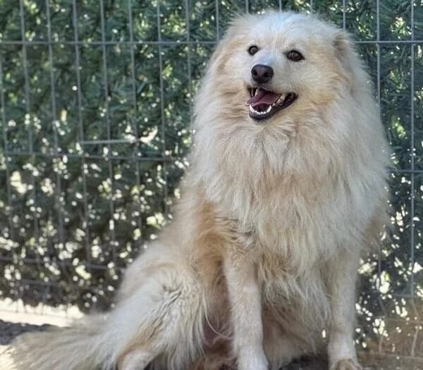 Fritzi – der kleine Löwe, male 5yo Mixed Breed for adoption at Samojede in Not e.V., Kierspe