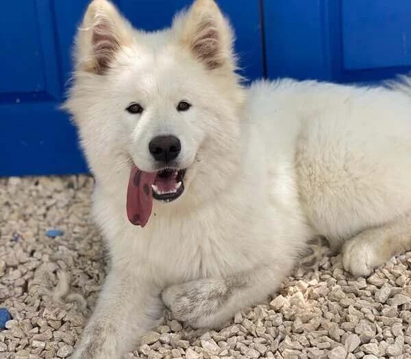 Ghost – Traumhund sucht Traumzuhause, male Mixed Breed for adoption at Samojede in Not e.V., Kierspe