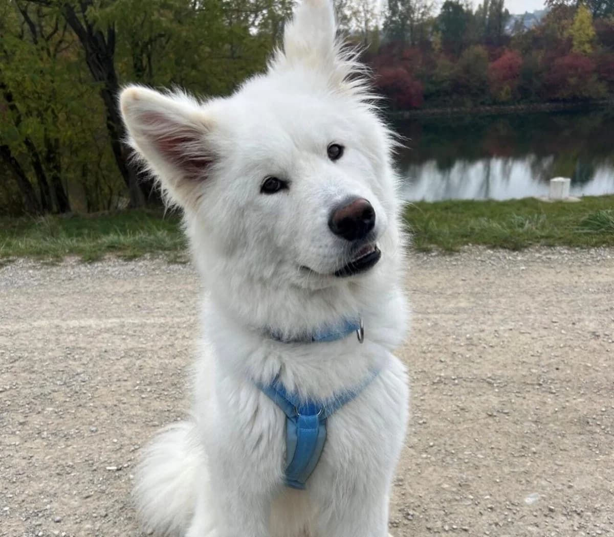 Ghost – Traumhund sucht Traumzuhause, male Mixed Breed for adoption at Samojede in Not e.V., Kierspe