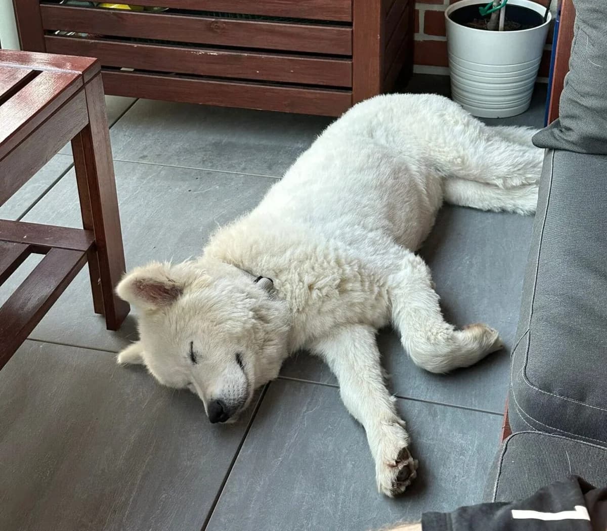 Halvar, die freundliche Samojedin, female young Mixed Breed for adoption at Samojede in Not e.V., Kierspe
