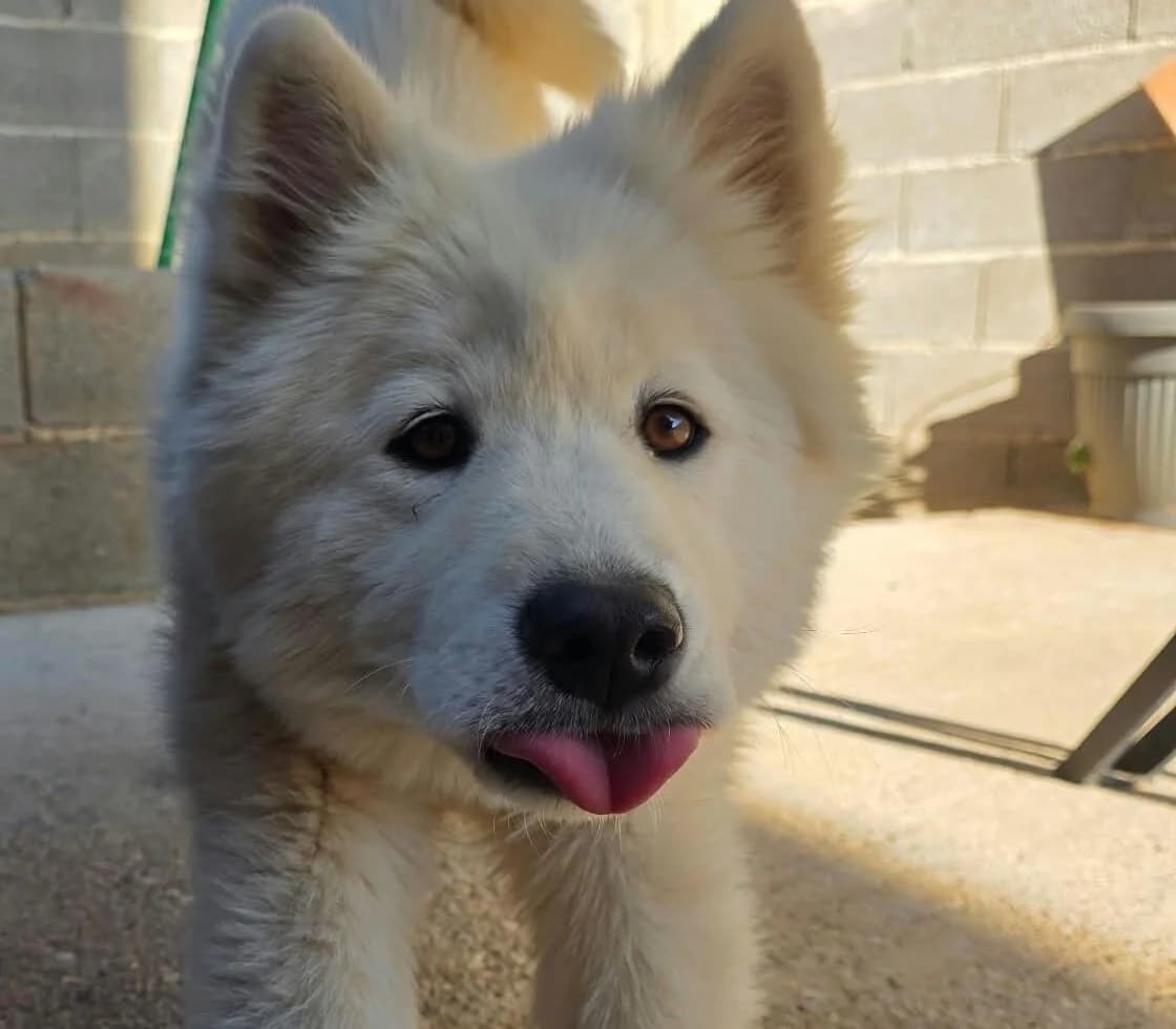 Herza die Schöne, female young Mixed Breed for adoption at Samojede in Not e.V., Kierspe