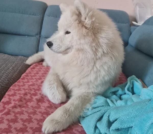 Ivy – ein Bilderbuch Samojede, female 3yo Mixed Breed for adoption at Samojede in Not e.V., Kierspe