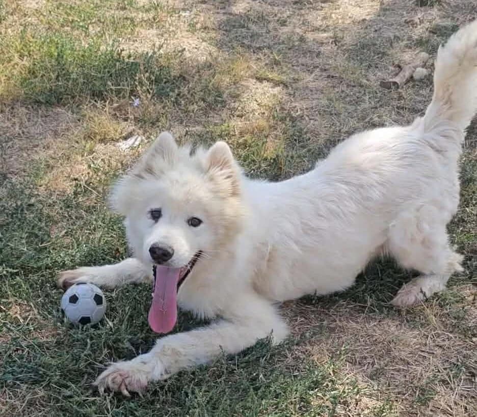 Keno oder ‚der Mutige‘, male 3yo Mixed Breed for adoption at Samojede in Not e.V., Kierspe