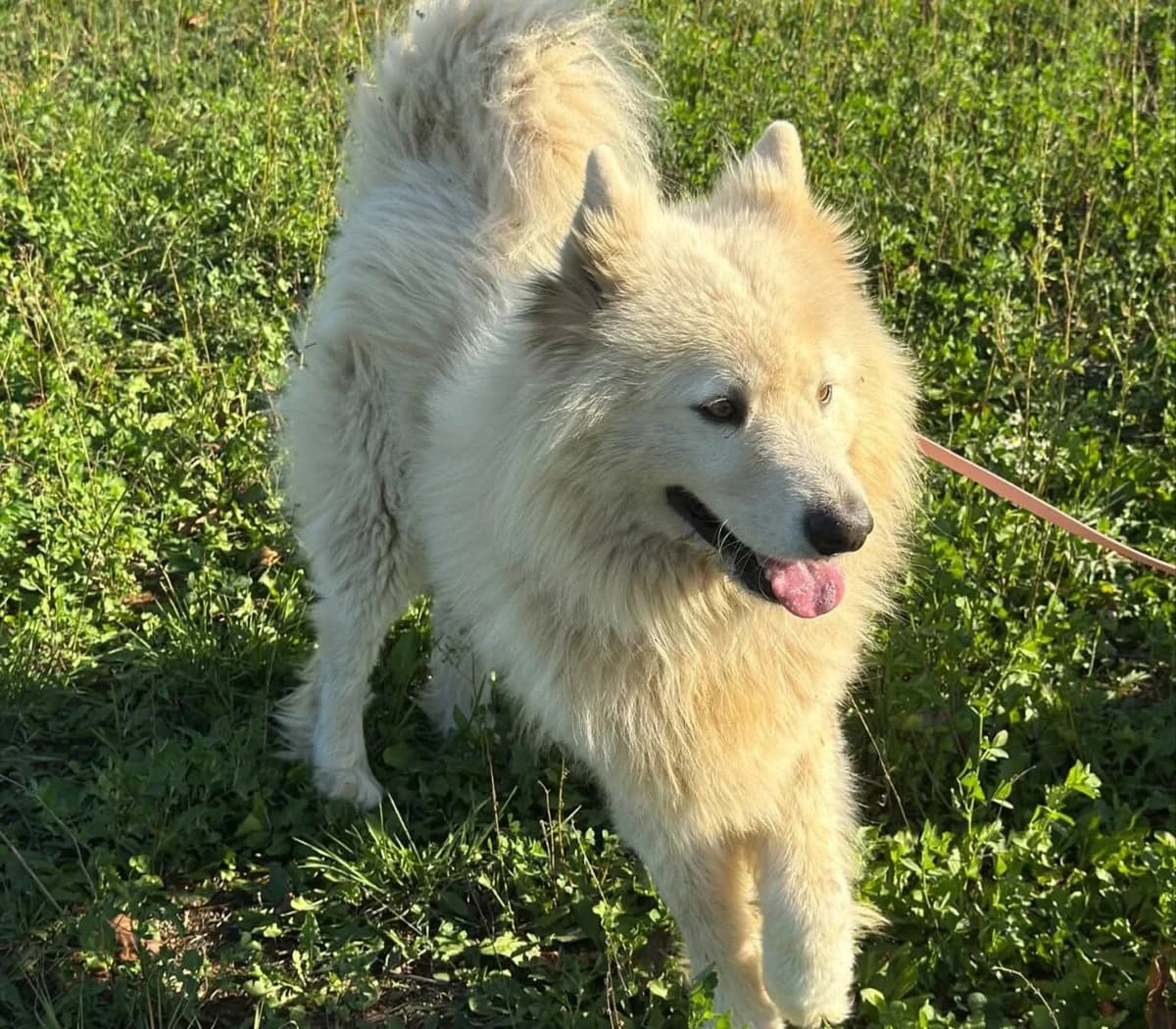 Lucky, male 5yo Mixed Breed for adoption at Samojede in Not e.V., Kierspe