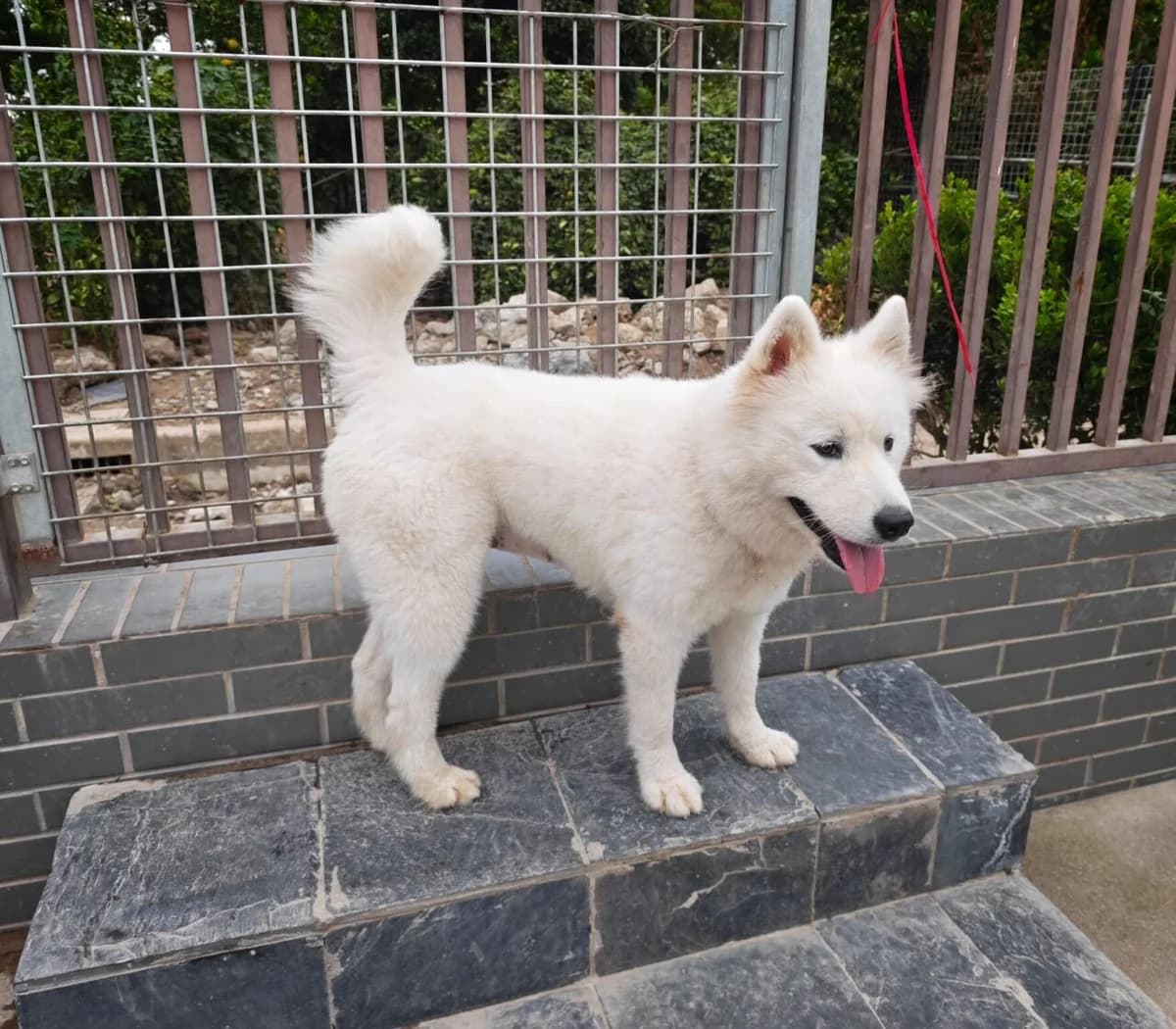 Lucy Bacini (Hobby, female young Mixed Breed for adoption at Samojede in Not e.V., Kierspe