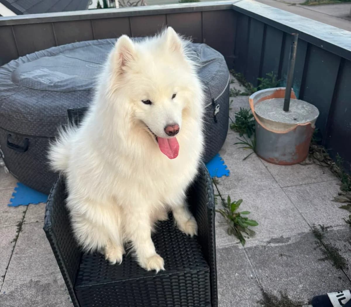Max, male 4yo Mixed Breed for adoption at Samojede in Not e.V., Kierspe